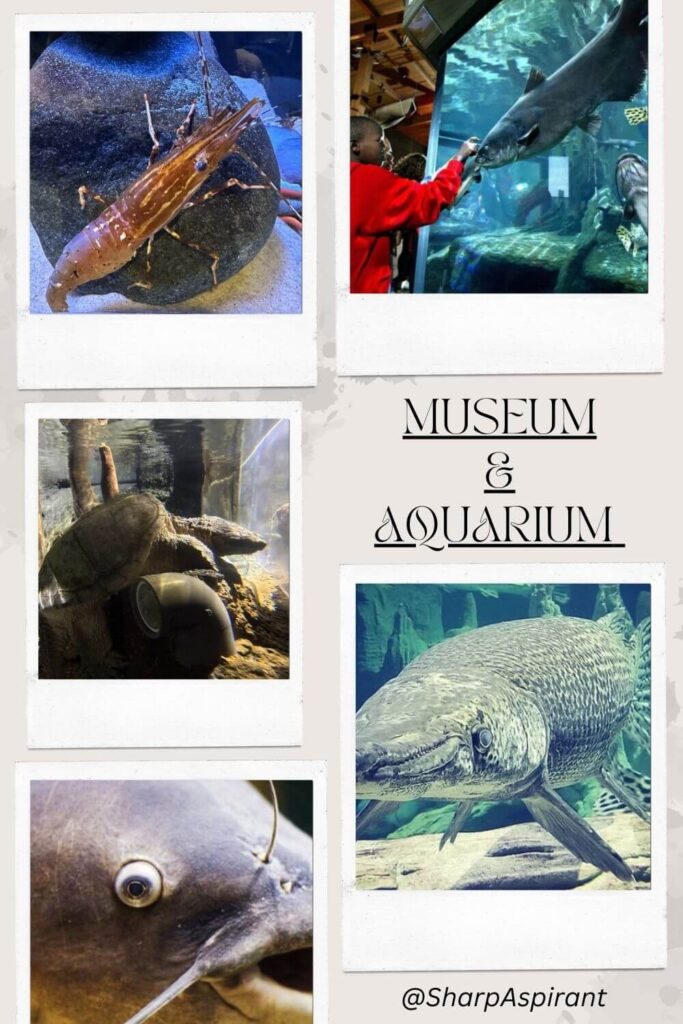 National Mississippi River Museum and Aquarium